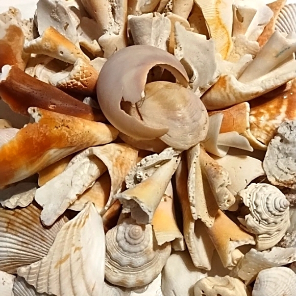 10 Inch Shell Star - Picture 6 of 13